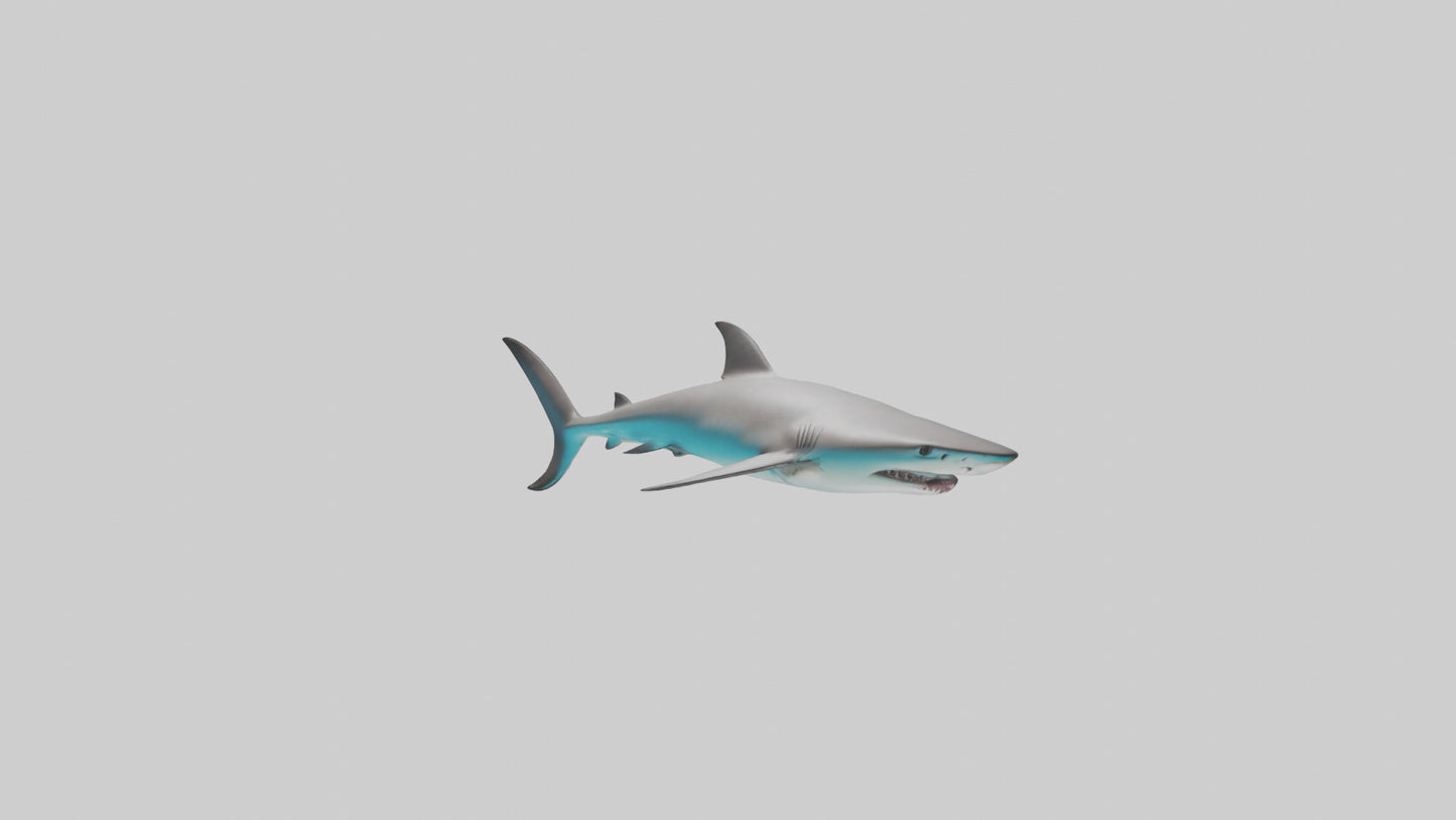 Reef Shark swimming model VR / AR / low-poly