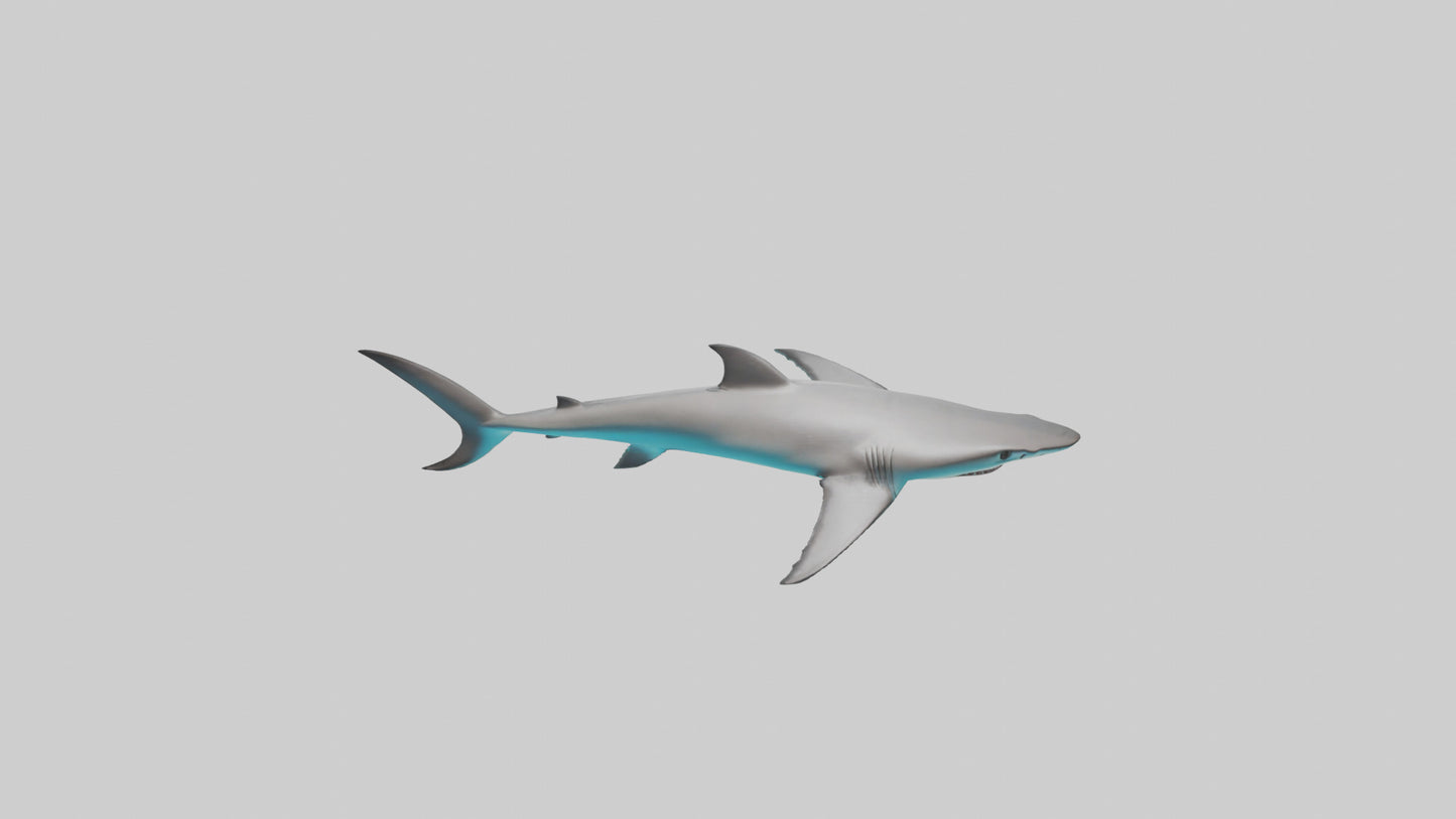 Reef Shark swimming model VR / AR / low-poly