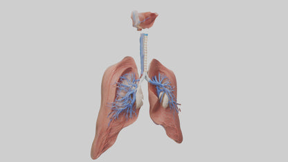 3D model Respiratory System Model VR / AR / low-poly