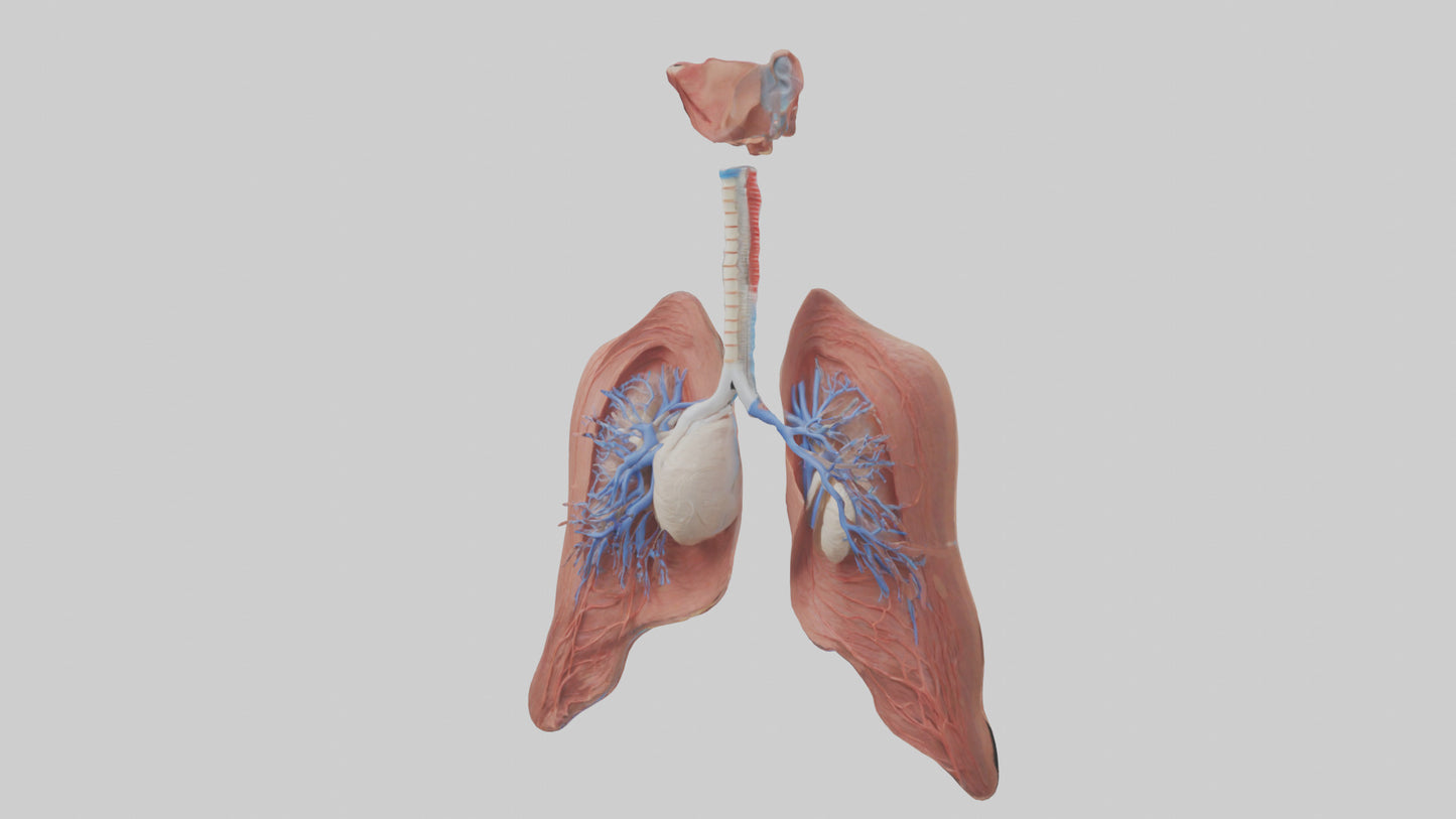 3D model Respiratory System Model VR / AR / low-poly