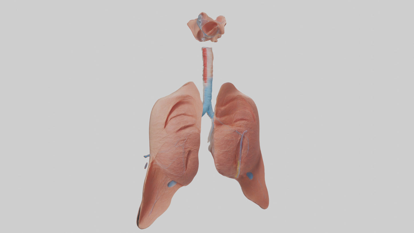 3D model Respiratory System Model VR / AR / low-poly