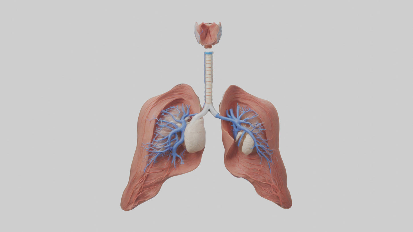 3D model Respiratory System Model VR / AR / low-poly