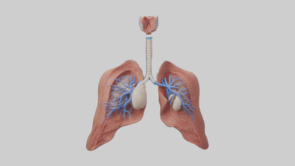 3D model Respiratory System Model VR / AR / low-poly