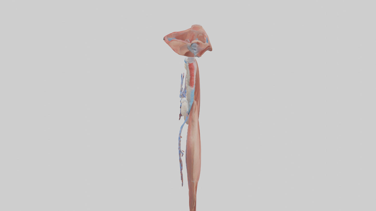3D model Respiratory System Model VR / AR / low-poly