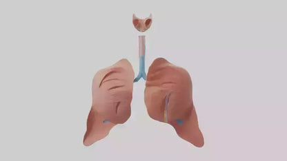 3D model Respiratory System Model VR / AR / low-poly