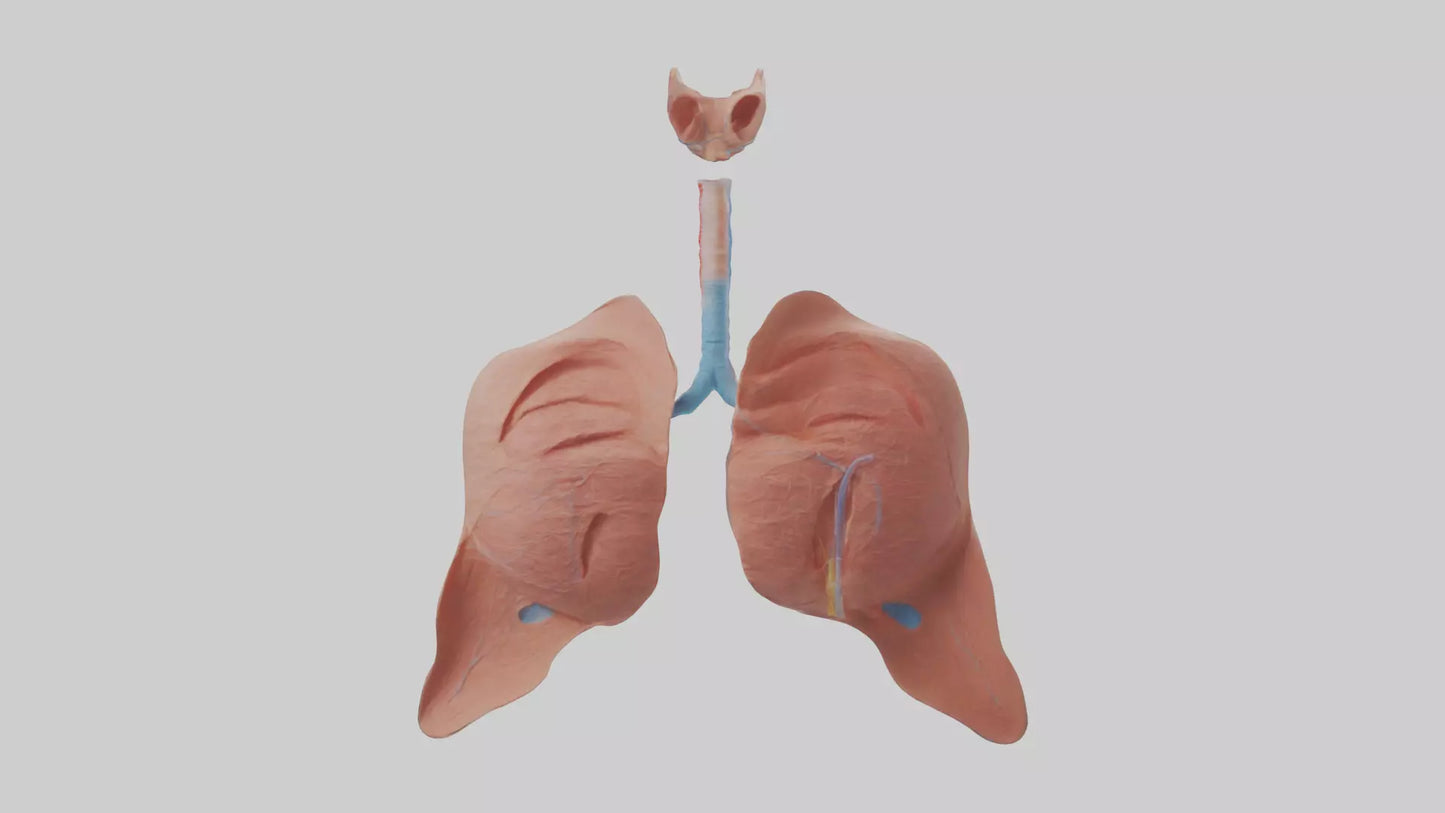 3D model Respiratory System Model VR / AR / low-poly