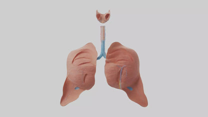 3D model Respiratory System Model VR / AR / low-poly