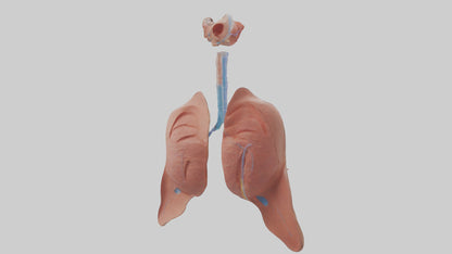 3D model Respiratory System Model VR / AR / low-poly