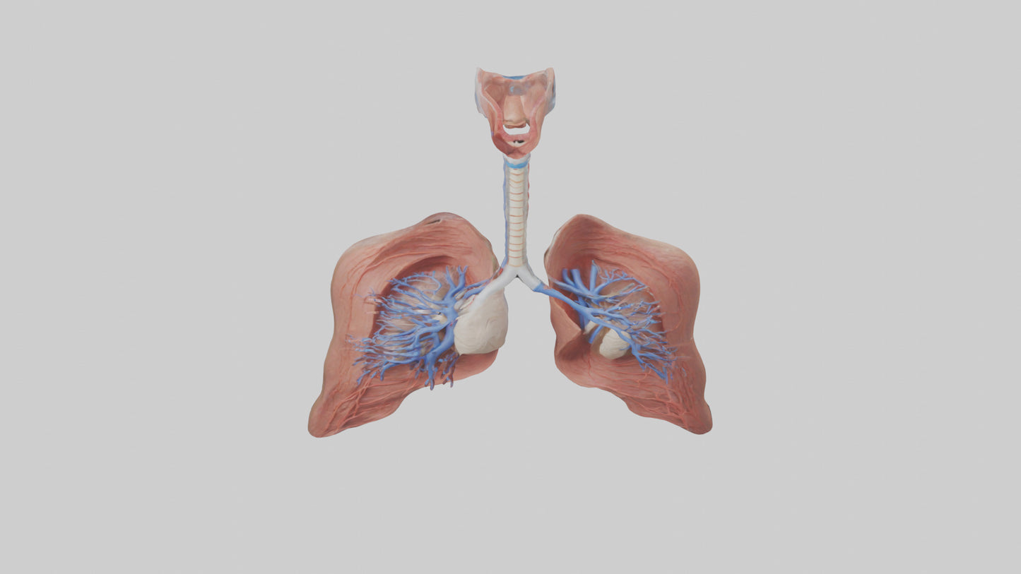 3D model Respiratory System Model VR / AR / low-poly