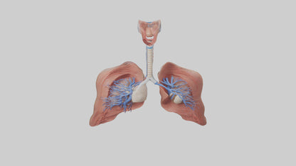 3D model Respiratory System Model VR / AR / low-poly