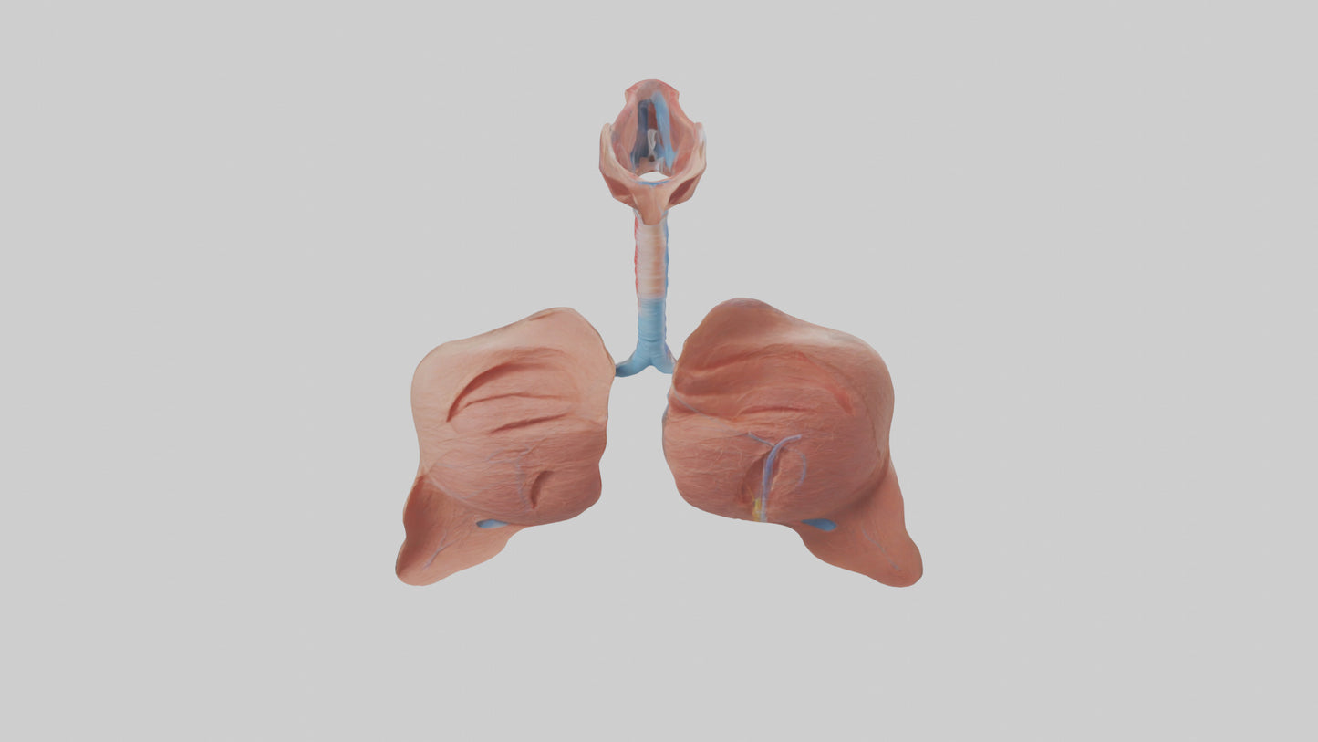 3D model Respiratory System Model VR / AR / low-poly
