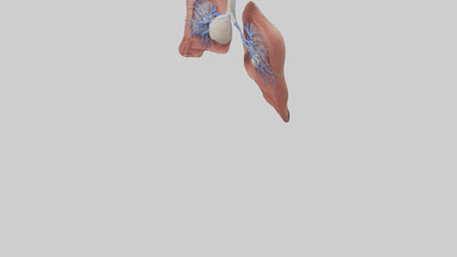 3D model Respiratory System Model VR / AR / low-poly