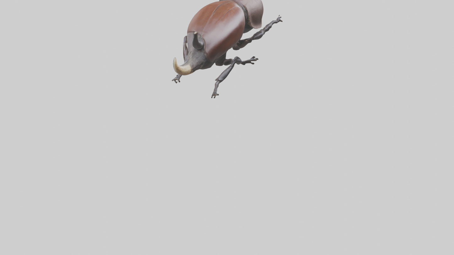 3D model Rhinoceros Beetle climbing bark model VR / AR / low-poly