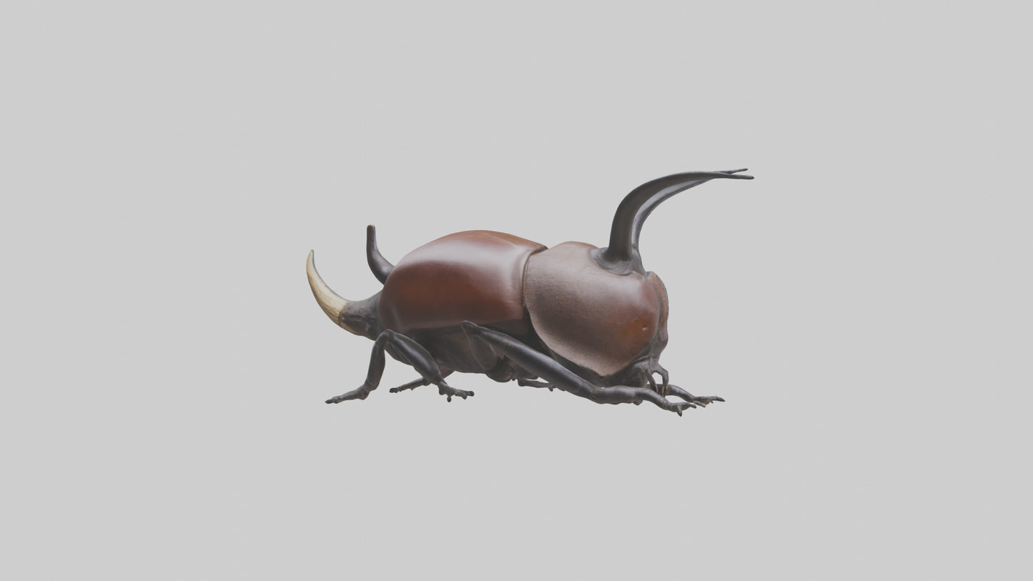 3D model Rhinoceros Beetle climbing bark model VR / AR / low-poly