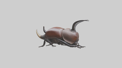 3D model Rhinoceros Beetle climbing bark model VR / AR / low-poly