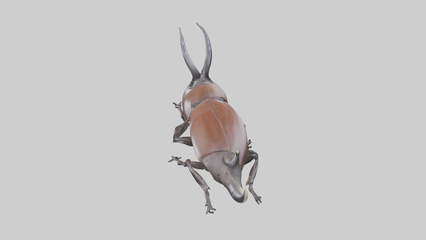 3D model Rhinoceros Beetle climbing bark model VR / AR / low-poly