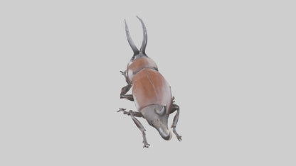 3D model Rhinoceros Beetle climbing bark model VR / AR / low-poly