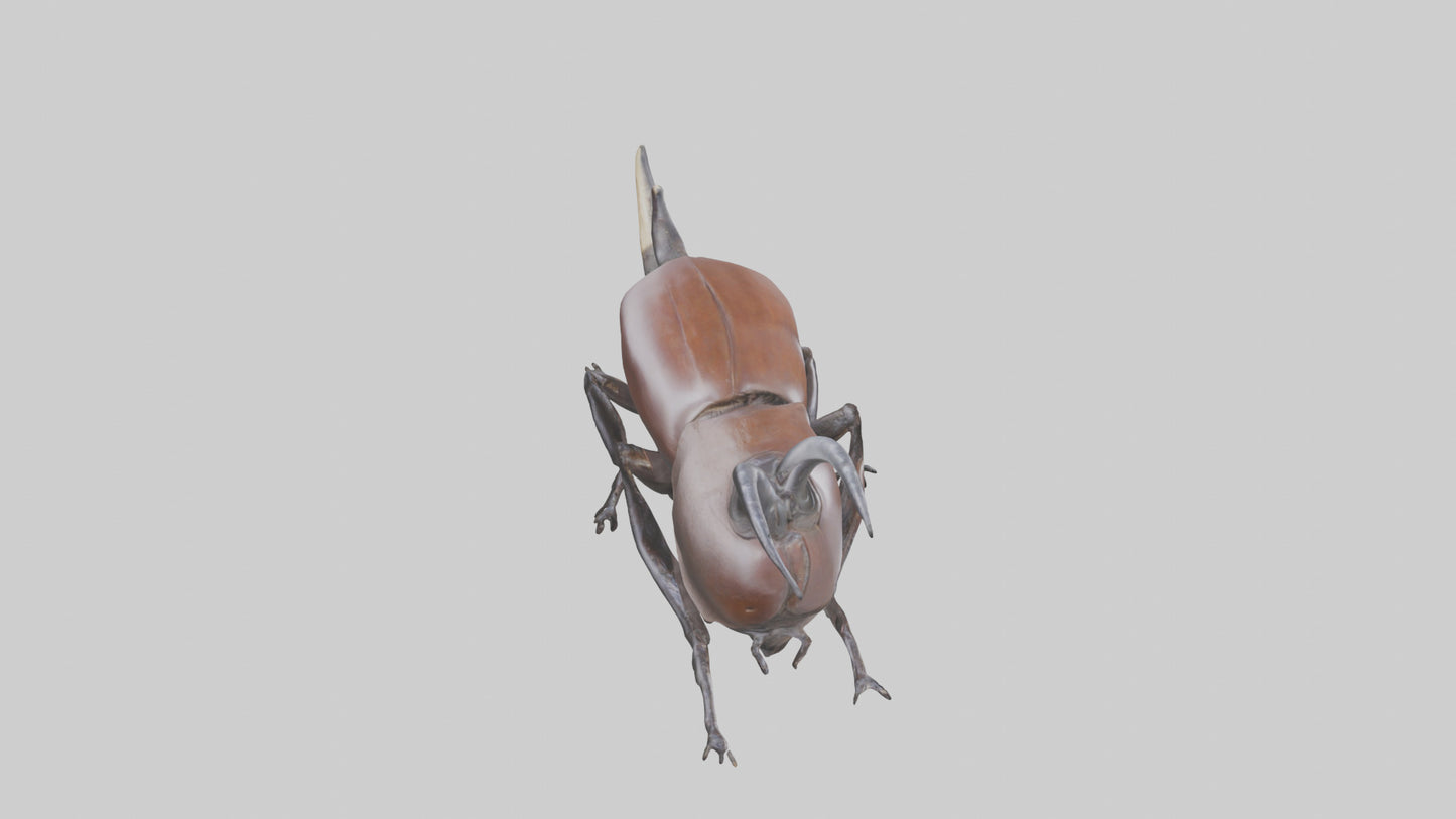 3D model Rhinoceros Beetle climbing bark model VR / AR / low-poly