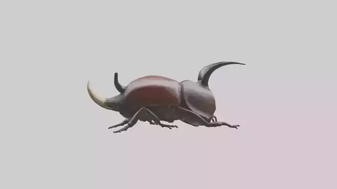 3D model Rhinoceros Beetle climbing bark model VR / AR / low-poly