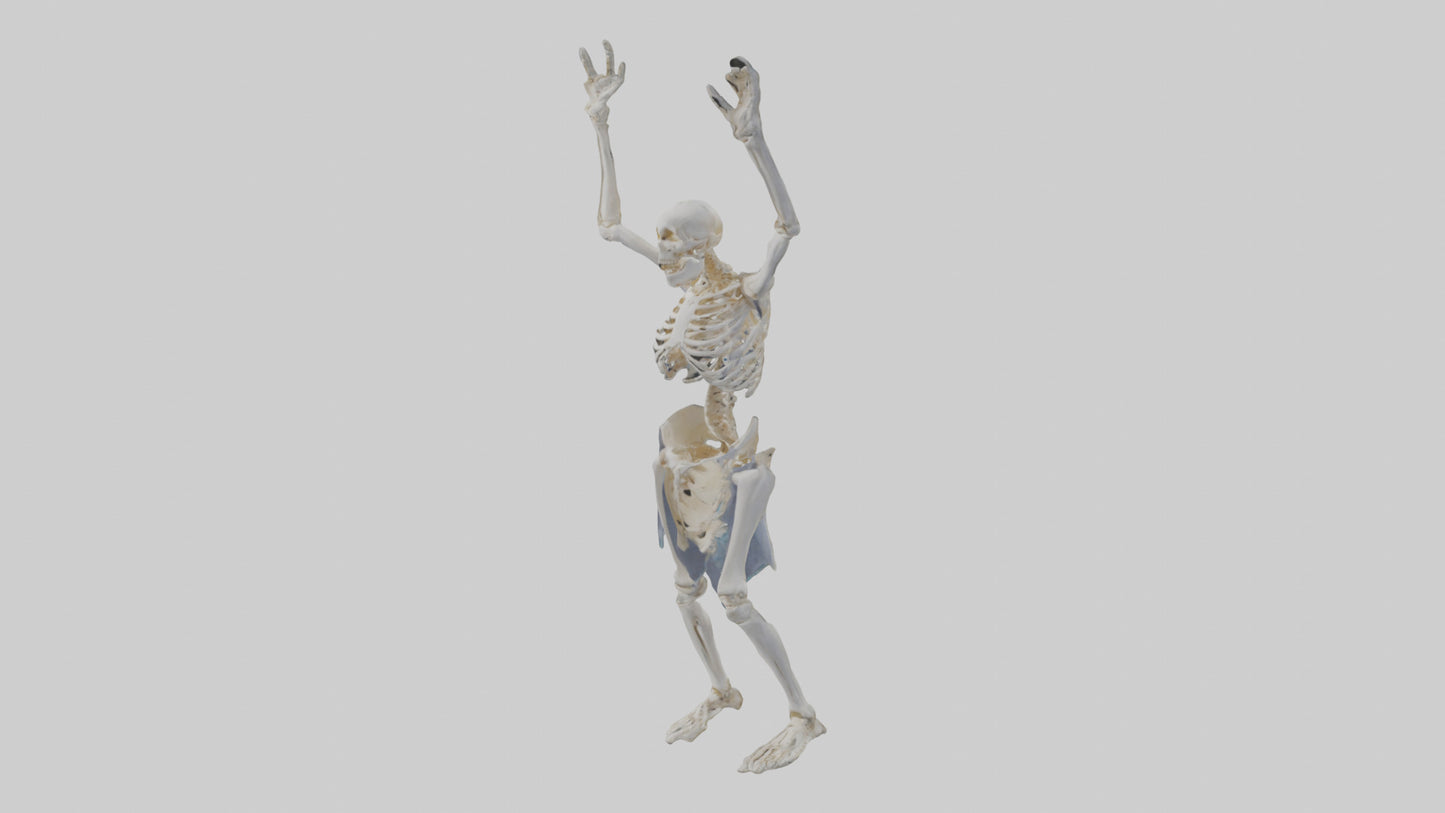 3D model Risen skeleton model VR / AR / low-poly