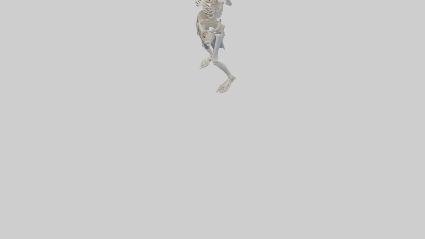 3D model Risen skeleton model VR / AR / low-poly