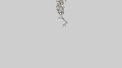 3D model Risen skeleton model VR / AR / low-poly