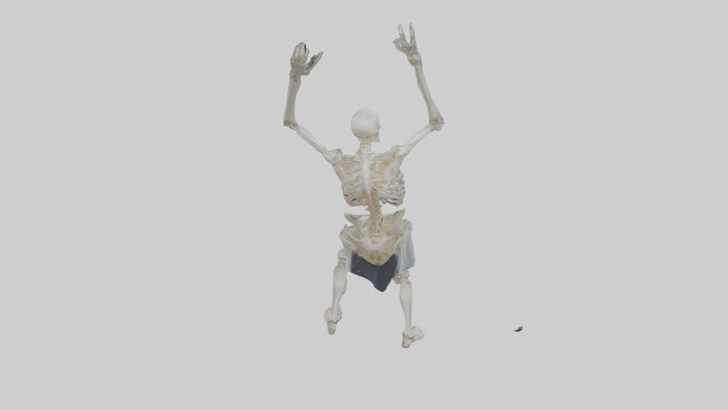 3D model Risen skeleton model VR / AR / low-poly
