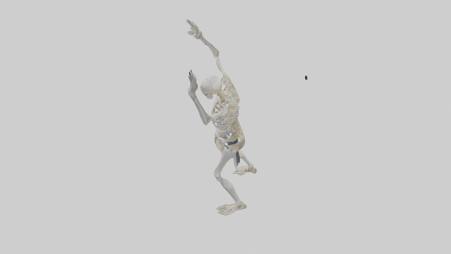 3D model Risen skeleton model VR / AR / low-poly