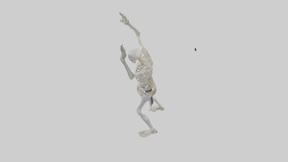 3D model Risen skeleton model VR / AR / low-poly