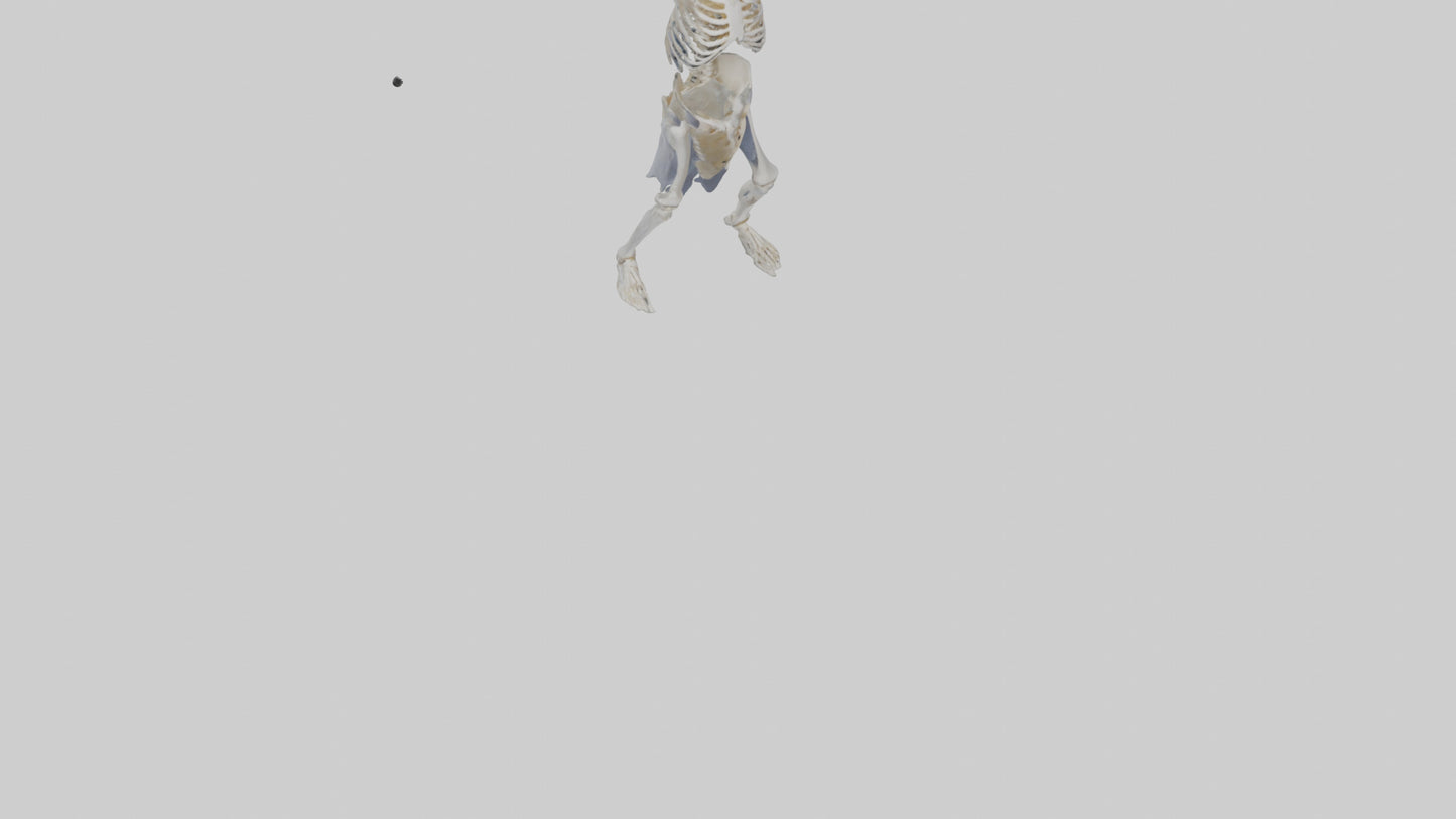 3D model Risen skeleton model VR / AR / low-poly