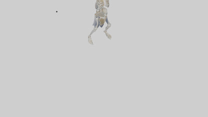 3D model Risen skeleton model VR / AR / low-poly
