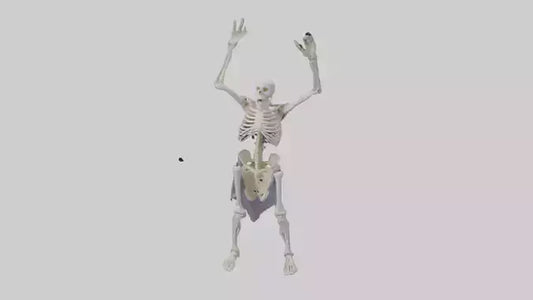3D model Risen skeleton model VR / AR / low-poly