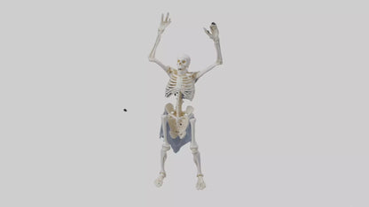 3D model Risen skeleton model VR / AR / low-poly