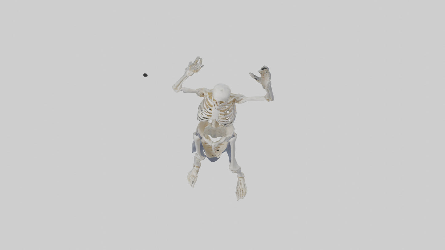 3D model Risen skeleton model VR / AR / low-poly