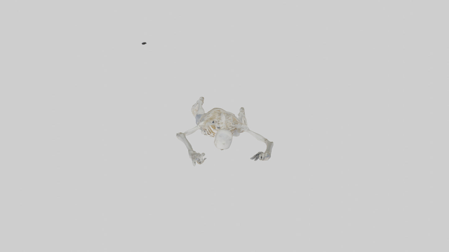 3D model Risen skeleton model VR / AR / low-poly