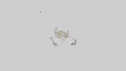 3D model Risen skeleton model VR / AR / low-poly