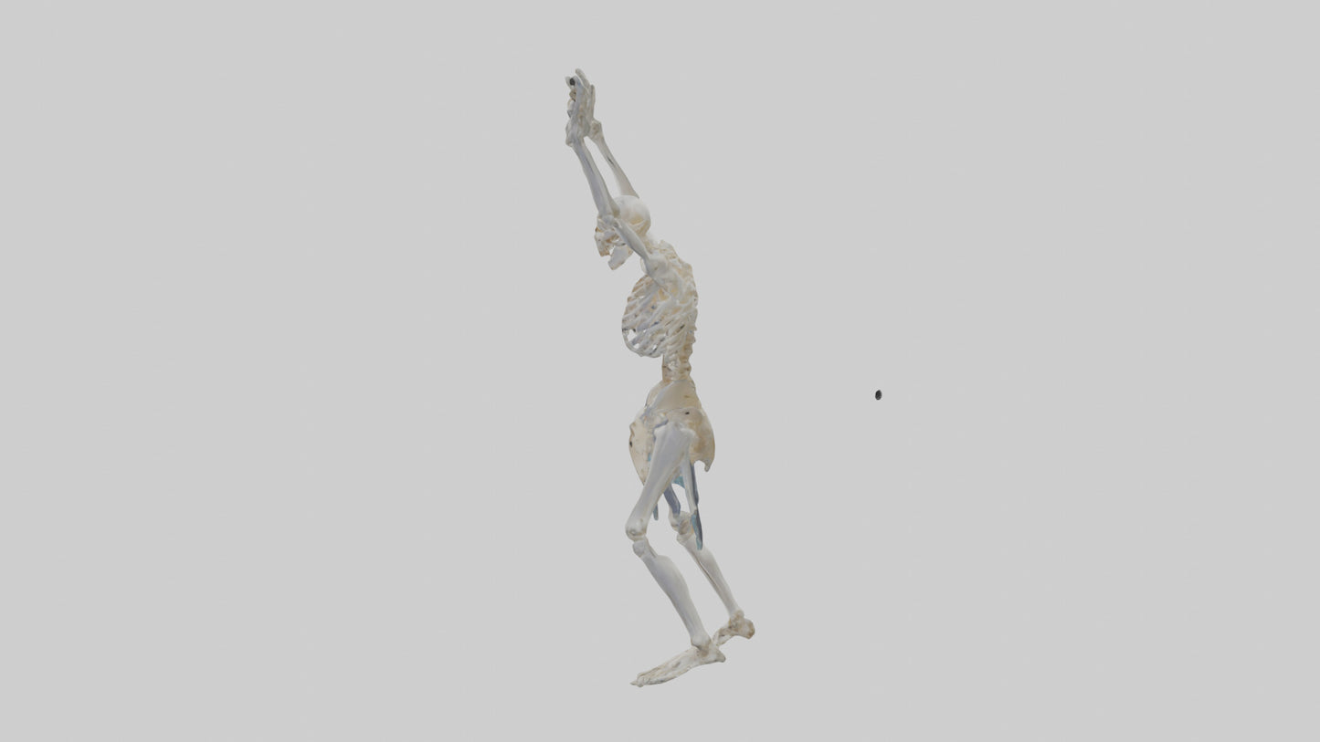 3D model Risen skeleton model VR / AR / low-poly