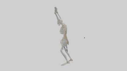 3D model Risen skeleton model VR / AR / low-poly