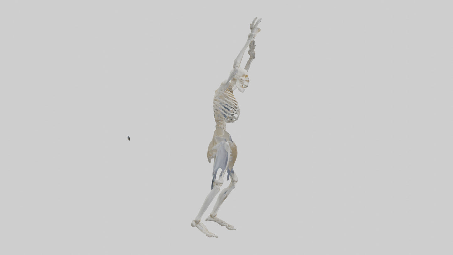 3D model Risen skeleton model VR / AR / low-poly