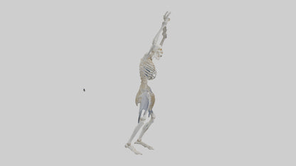 3D model Risen skeleton model VR / AR / low-poly