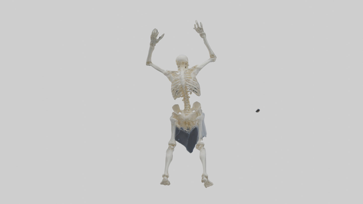 3D model Risen skeleton model VR / AR / low-poly