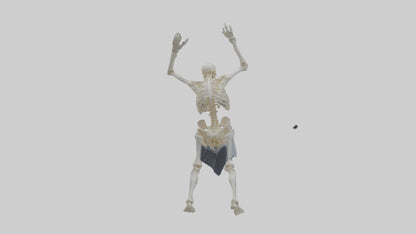3D model Risen skeleton model VR / AR / low-poly