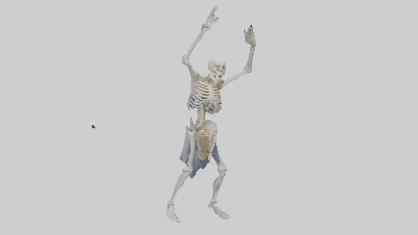 3D model Risen skeleton model VR / AR / low-poly
