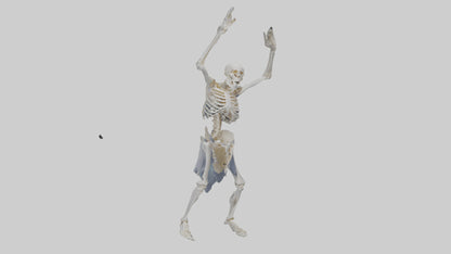3D model Risen skeleton model VR / AR / low-poly