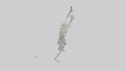 3D model Risen skeleton model VR / AR / low-poly