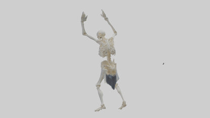 3D model Risen skeleton model VR / AR / low-poly