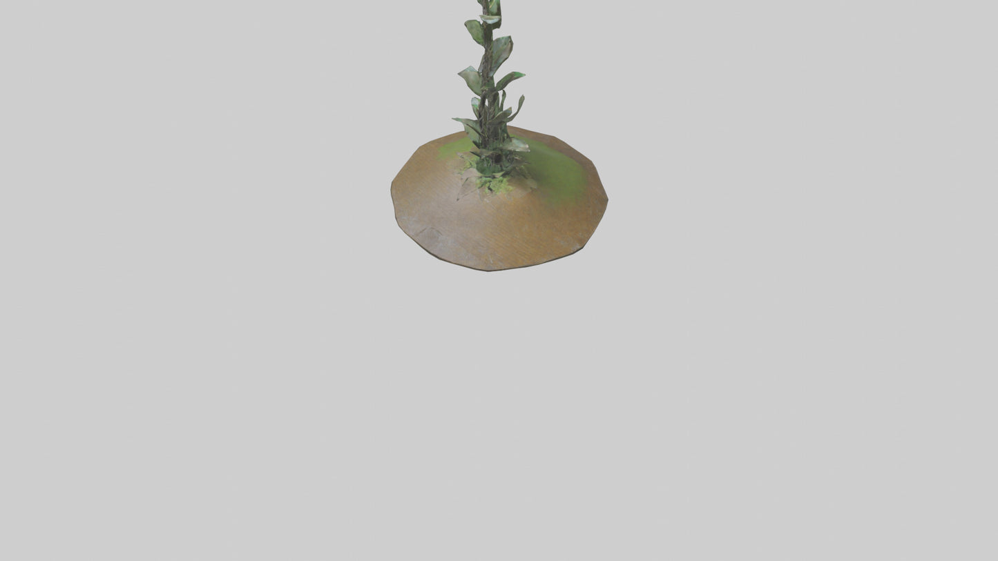 Rising Plant Sculpture model VR / AR / low-poly