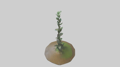 Rising Plant Sculpture model VR / AR / low-poly