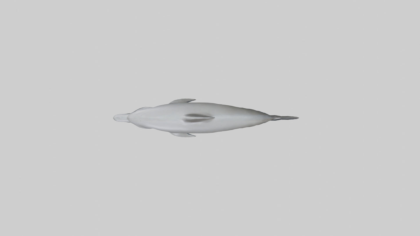 River Dolphin hunting model VR / AR / low-poly