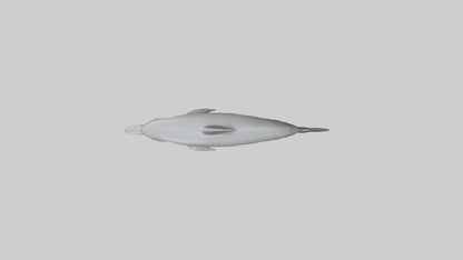 River Dolphin hunting model VR / AR / low-poly